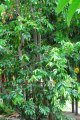 Sapotille = corosol. ANNONA muricata. Caraïbe.  Annonaceae. 6m